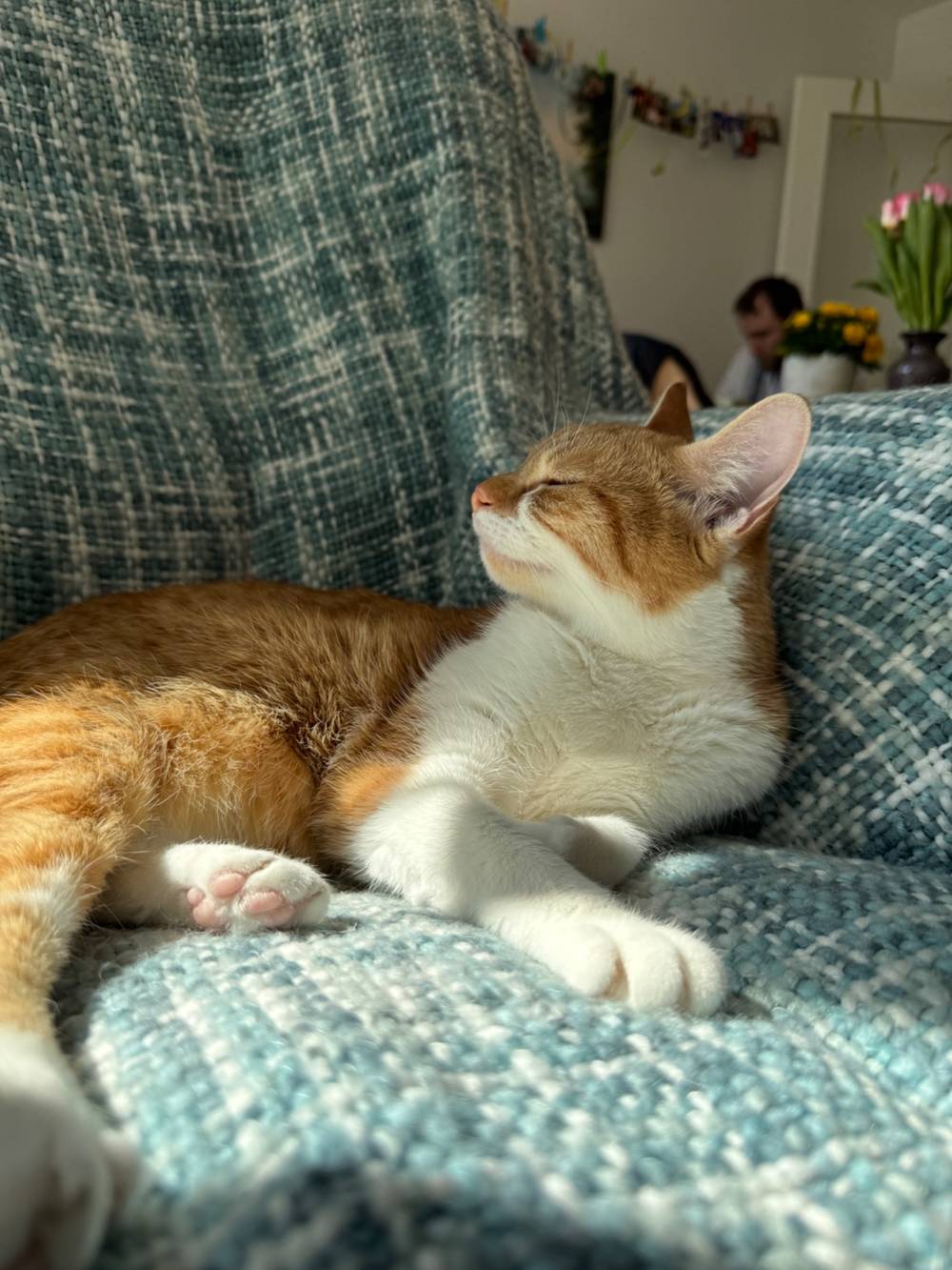 An orange and white cat lying on a chair with some sunlight, wincing at the bright light.