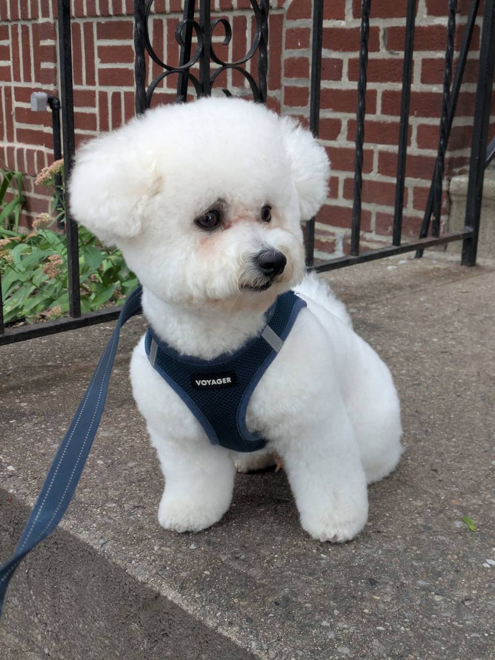 Looking super soft and fluffy after my groom with @mad_fluff_house @animallovingcare 💕💕🥰💕, photo 1 of 1