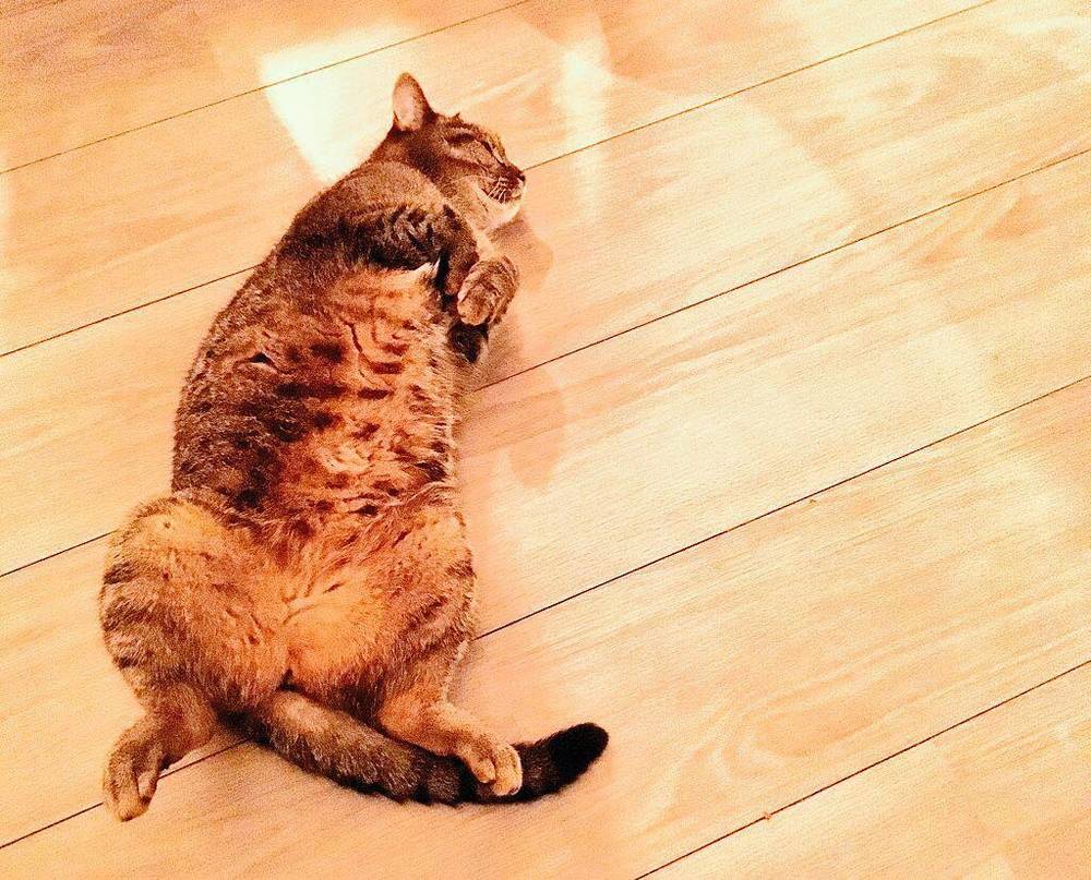 A cat lying stretched out on a wooden floor in warm light.
