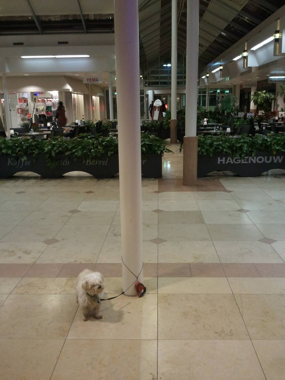 Shopping mall with the dog