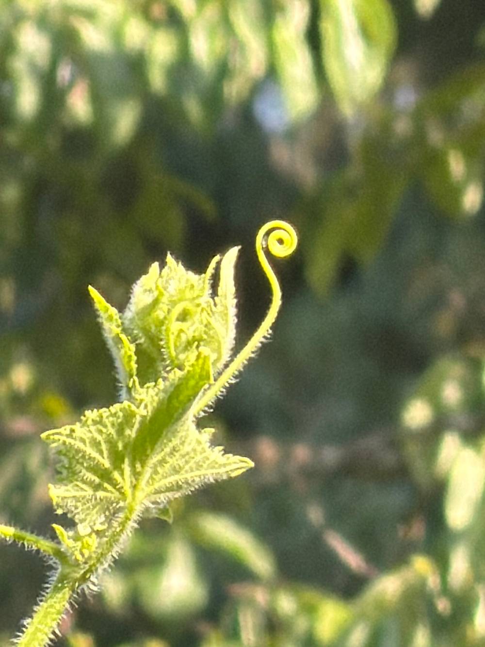 Top of a cucumber plant with a little curled tendril