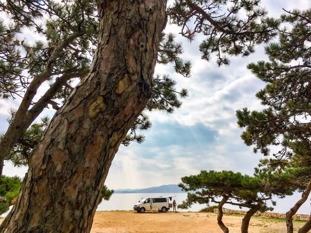 Coastal Pines