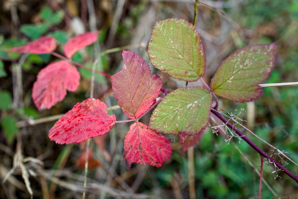 Hello Autumn
