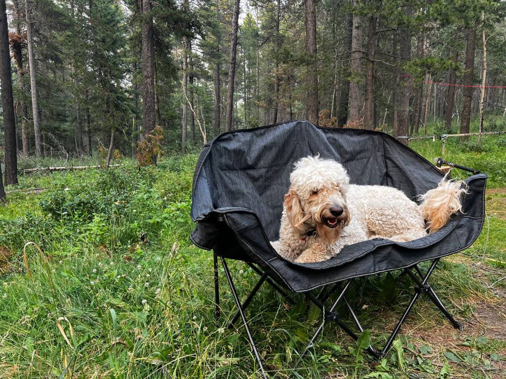 Camping dog