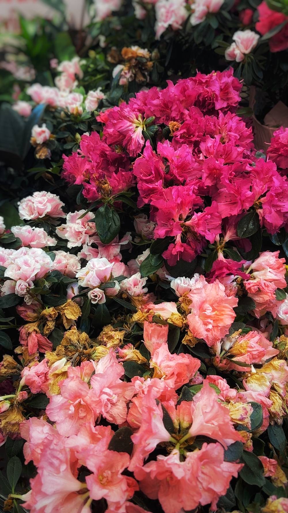 A dense cluster of rhododendron shrubs in bloom, displaying three colour varieties side by side: deep magenta-pink blooms at the top centre, pale blush-white ruffled flowers on the left, and soft salmon-peach blooms in the foreground.

Many of the flowers show browning and petal damage at the edges, suggesting they are past peak bloom.

Dark green glossy leaves fill the spaces between clusters.

The photo is taken from above at close range, filling the entire frame with layered blossoms.​​​​​​​​​​​​​​​​