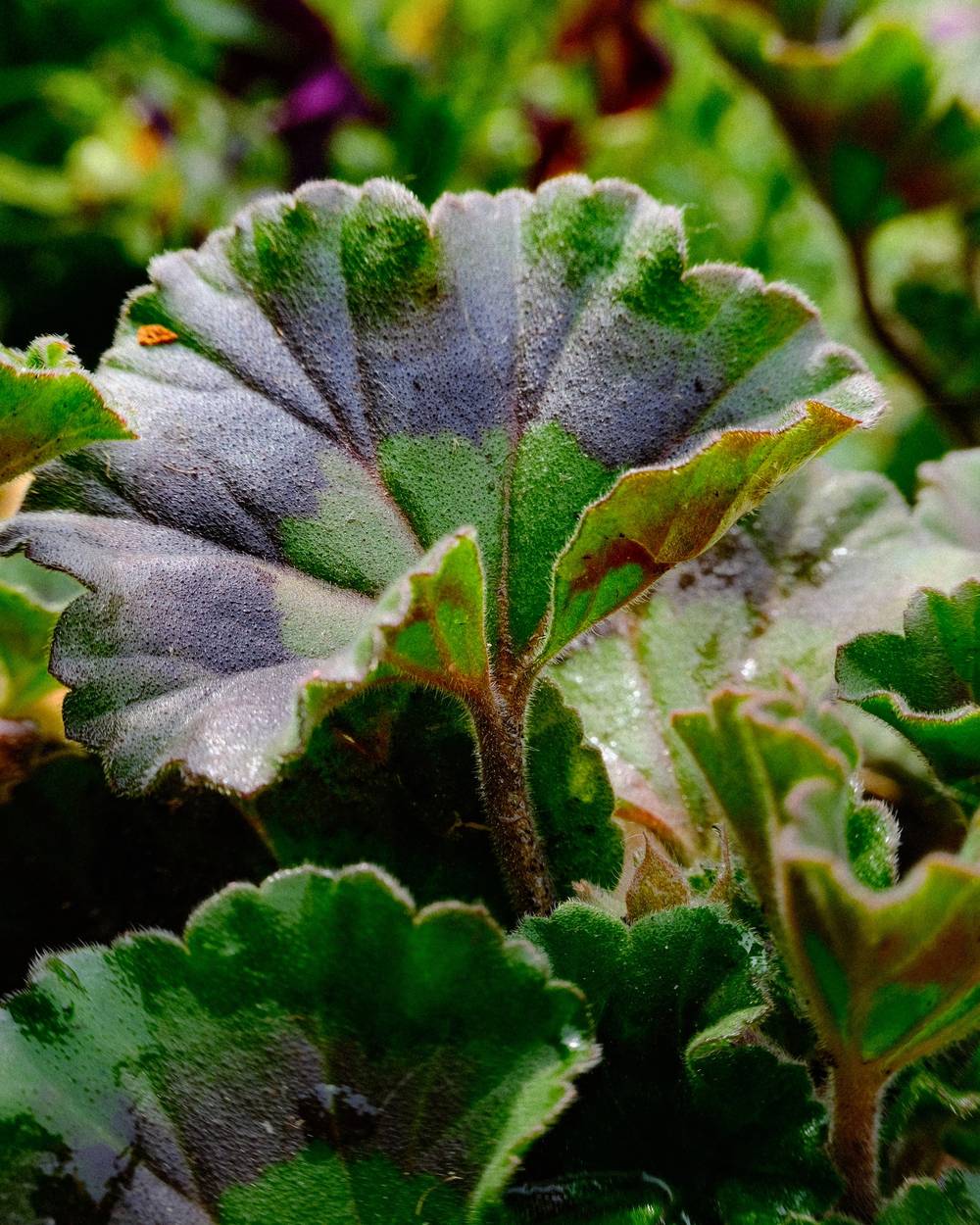 nature up close