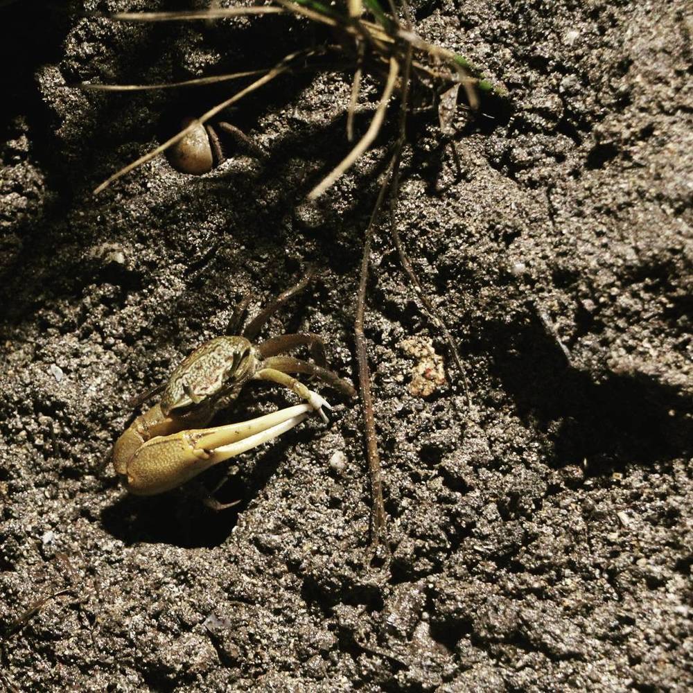 Small land crabs on rocky, sandy ground near their burrows.