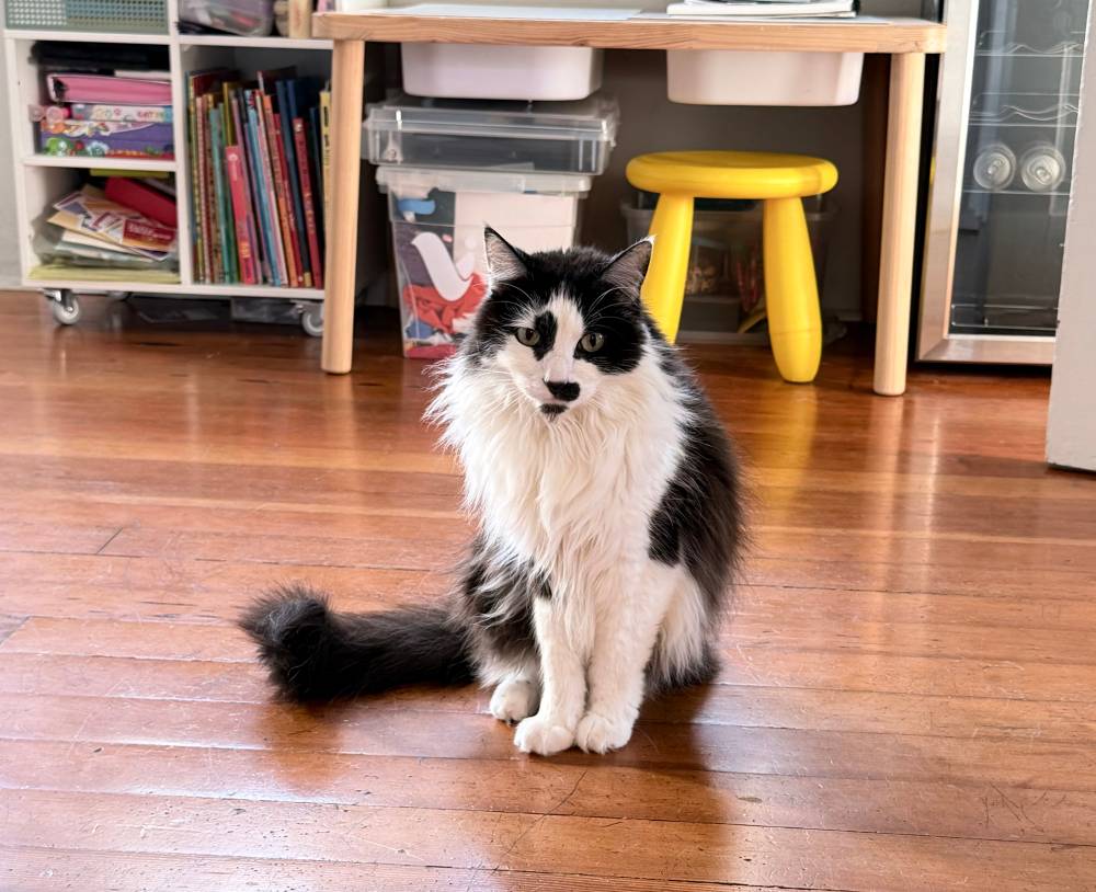 A black and white medium haired cat sitting on a wooden floor. He’s very floofy.