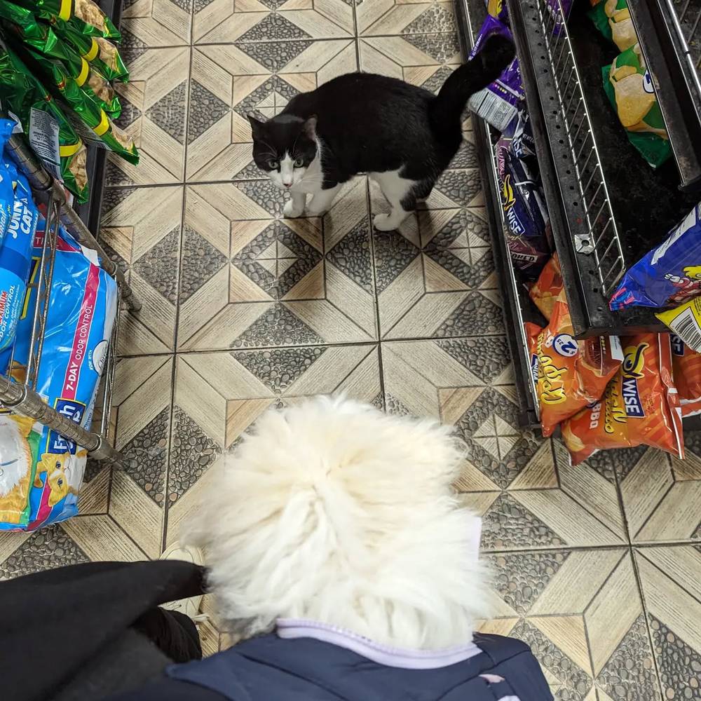 Kibi met a bodega cat today.