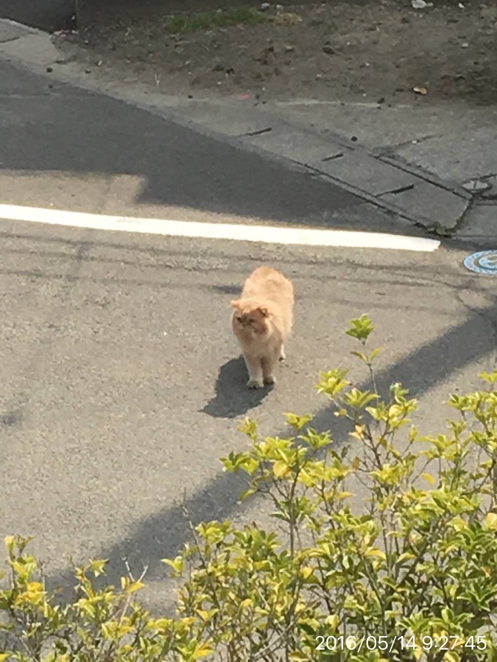 猫がいた, photo 1 of 1