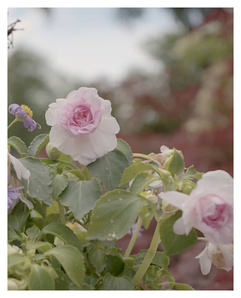 Pink flowers