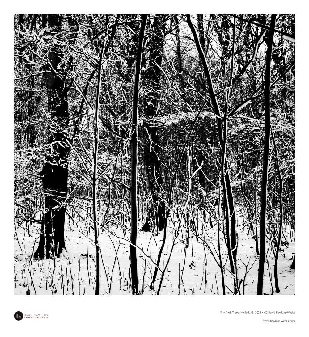 The Dark Trees, Norfolk #2, 2025