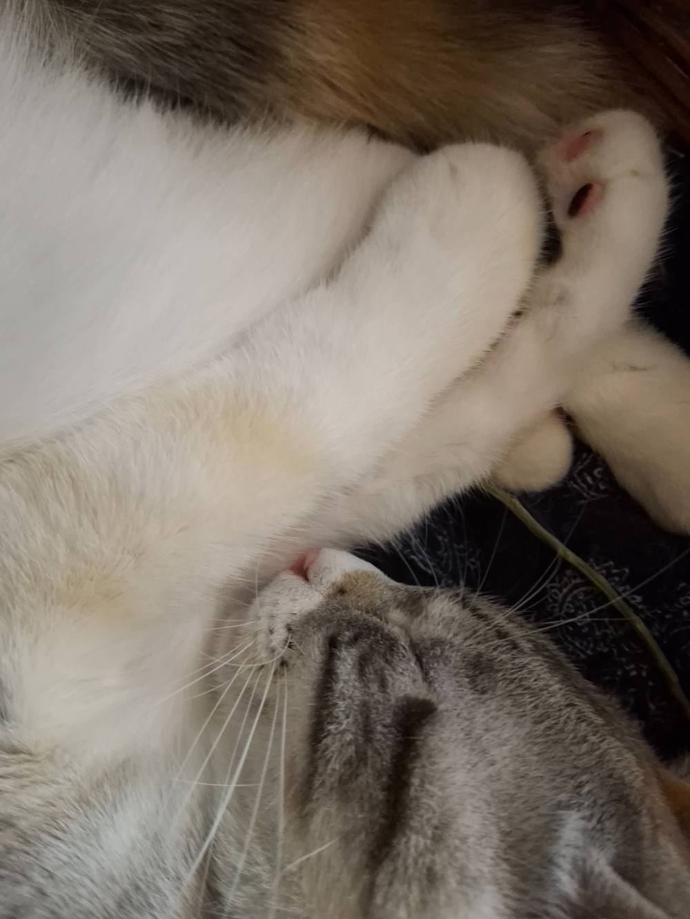mamma's little pallas