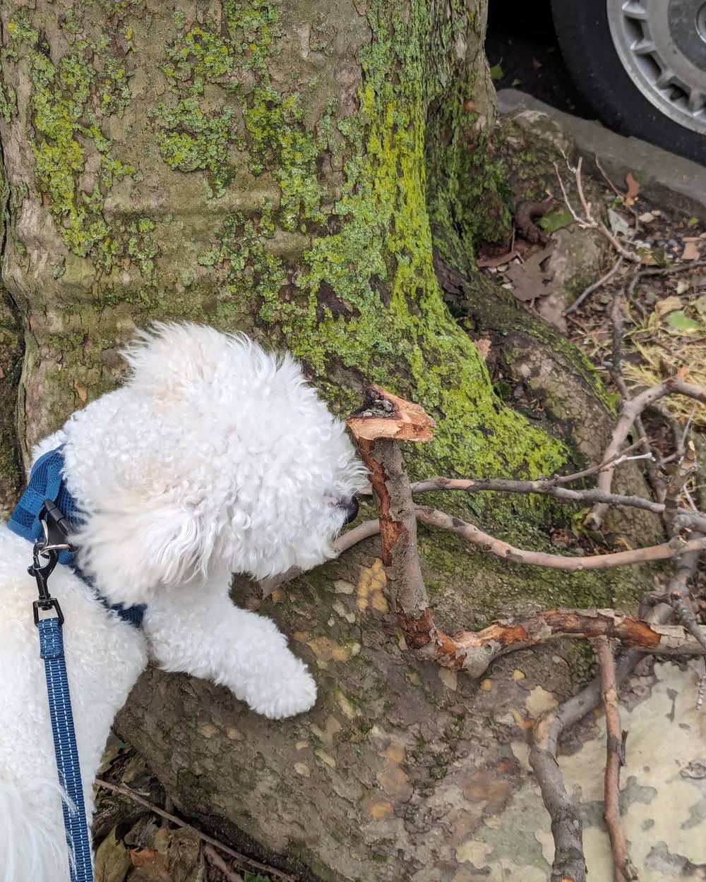 Inspecting branches on today's noon walk 🌿🔍🧐