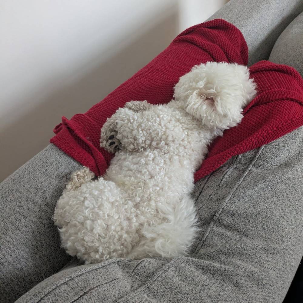 All curled up for a morning nap