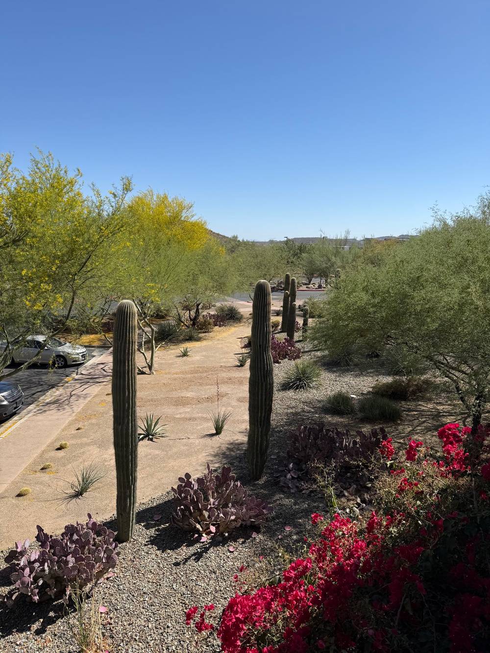 A bit of desert landscape with some “young” saguaros and palo verse trees