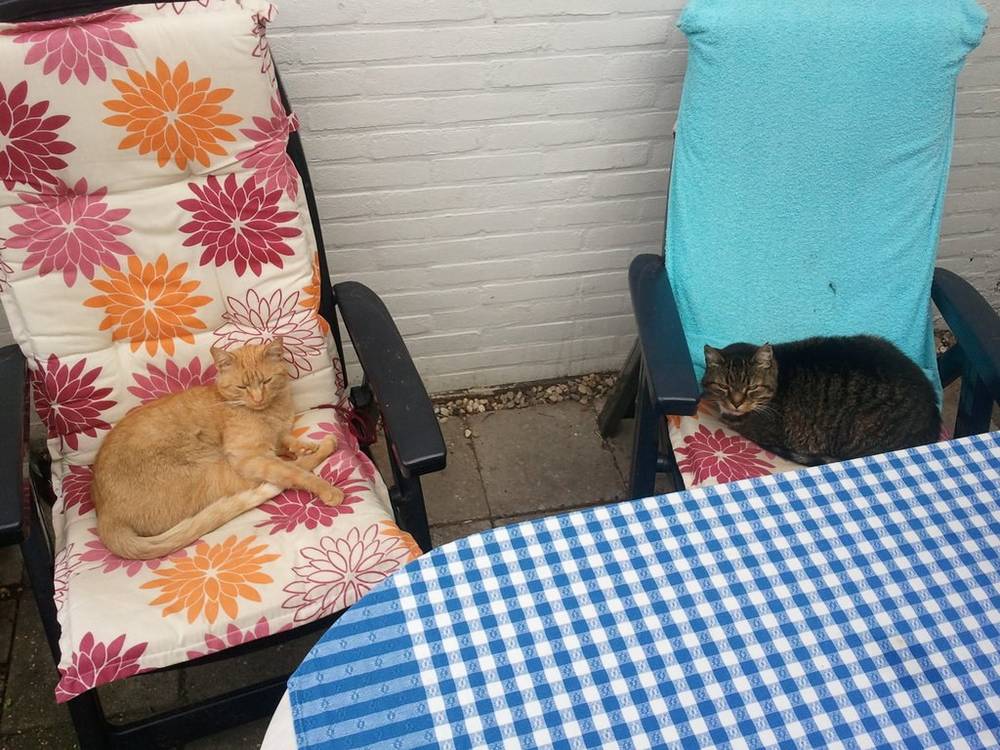 Two cats nap on cushioned garden chairs outside.
