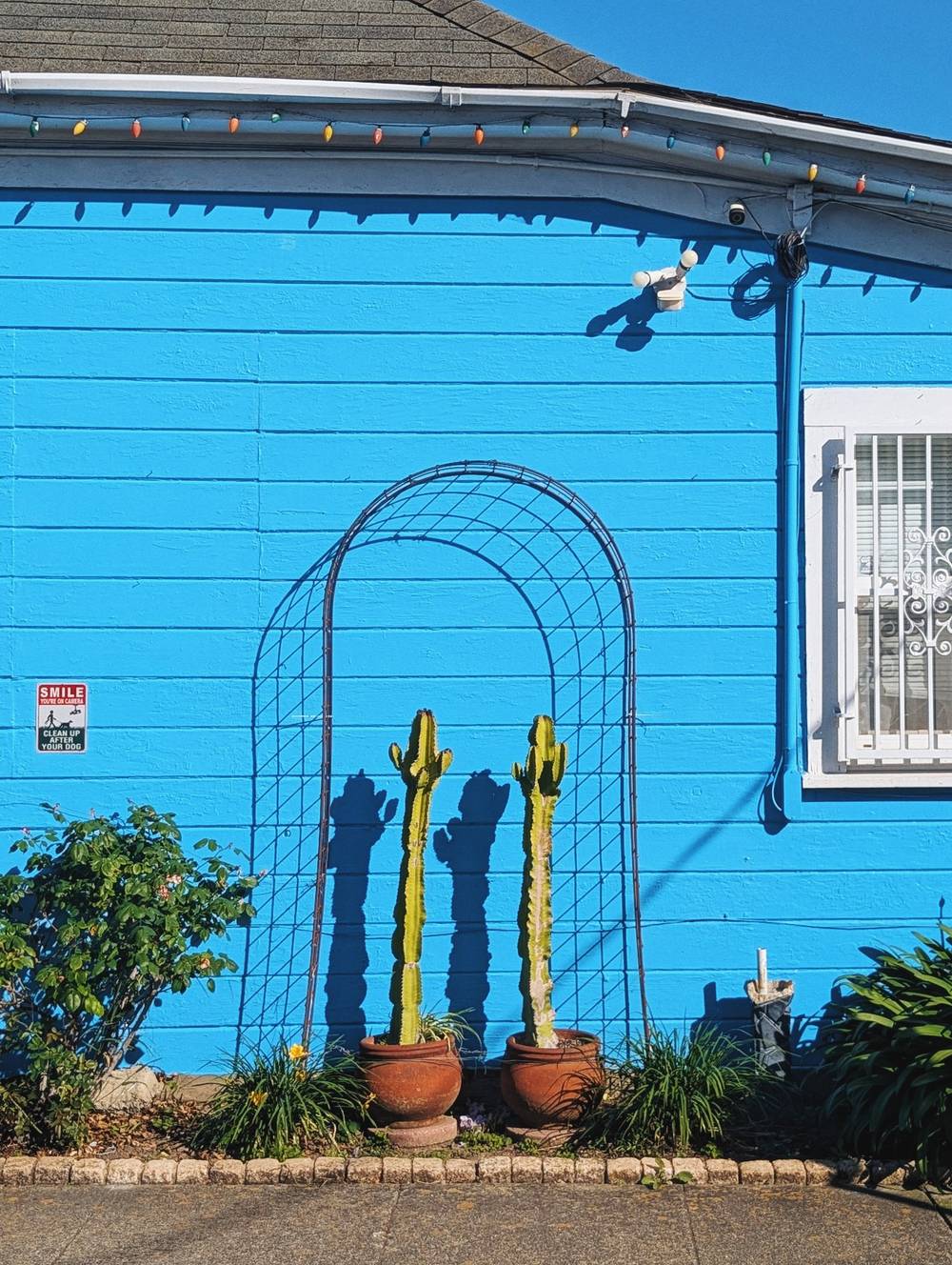 Some nice cacti on blue wall
