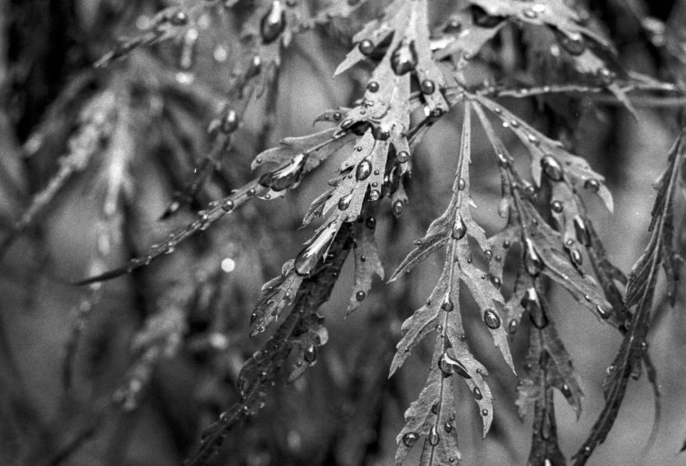 Close up of Japanese maple leaves with water droplets on them in black and white.