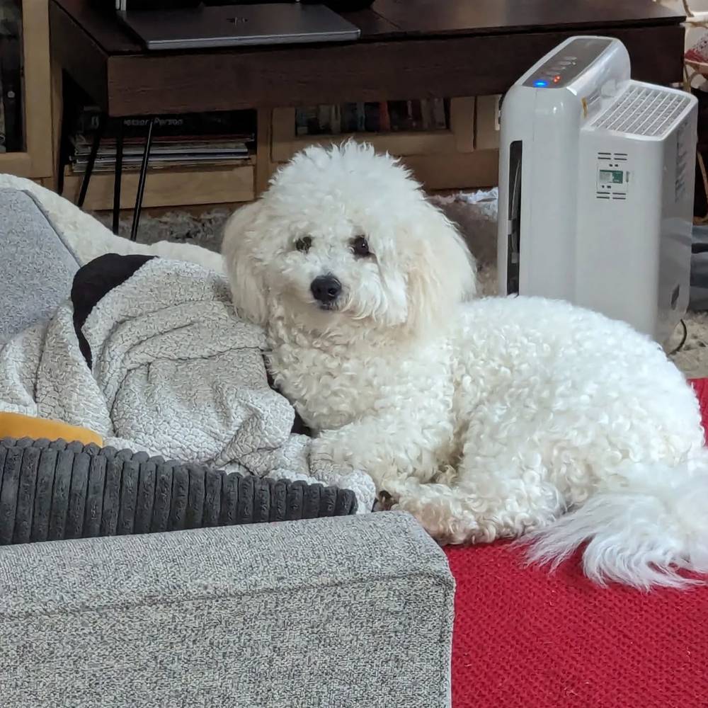 Kibi hates when we interrupt his nap 🥹 but he looks so cute when he's all squished.