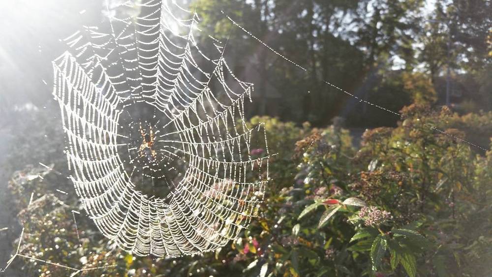 A dew-covered spider web glistening in sunlight, with a spider at its center.