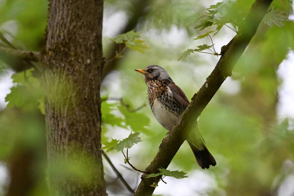 A fieldfare [Turdus pilaris] sitting on a branch