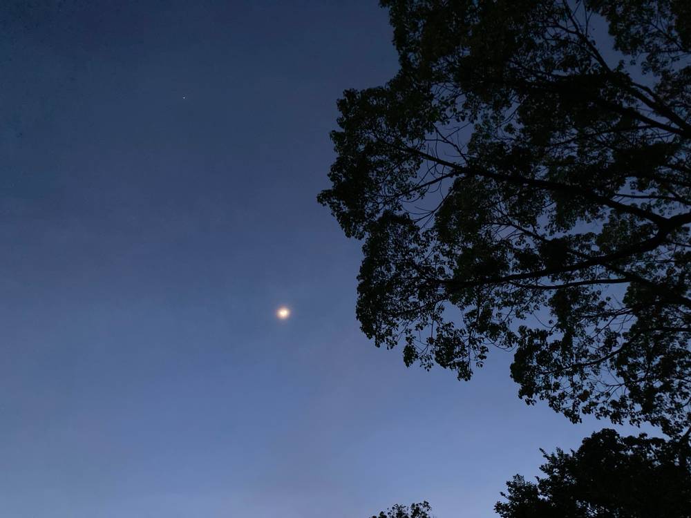 The moon and the tree