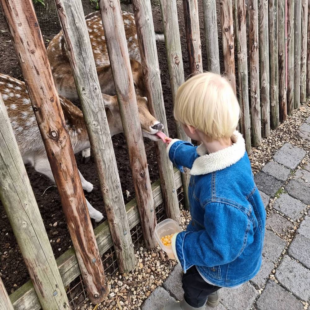A child in a denim jacket reaching through a wooden fence to feed spotted deer.