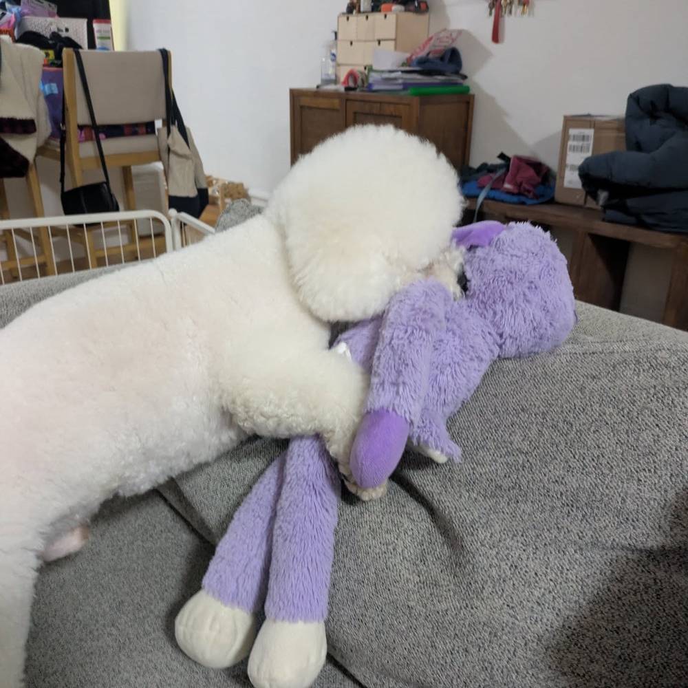 Morning nibbles with my lamb chop