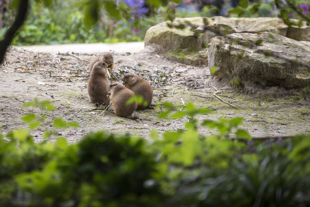 Three prairie dogs feed together on a sandy mound.