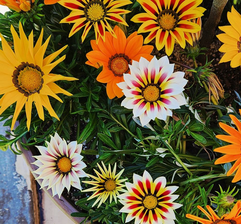 different angle on the pot full of gazanias, also called the treasure flower they resemble daisies and have a color spectrum running from white to Gold to Orange to red.