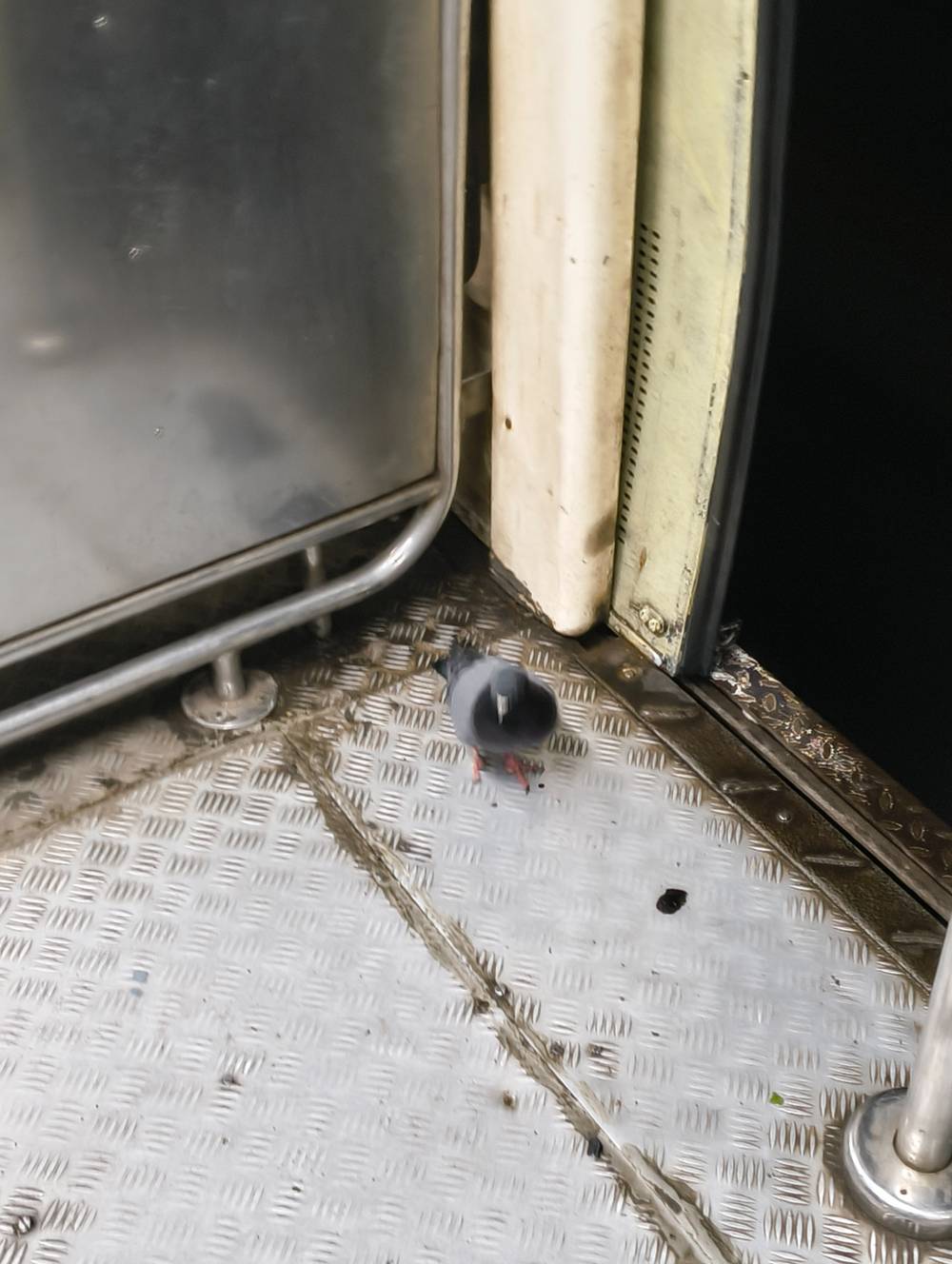 pigeon getting closer