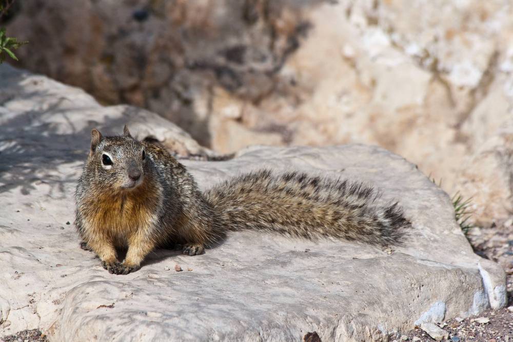 Squirrel sitting on a rock, photo taken somewhere in California, USA