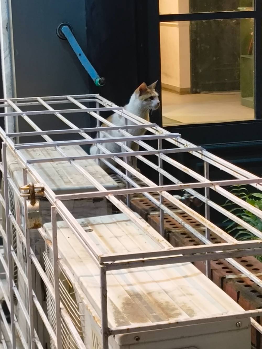 kitty scardily sitting in protection far from where humans can casually touch her