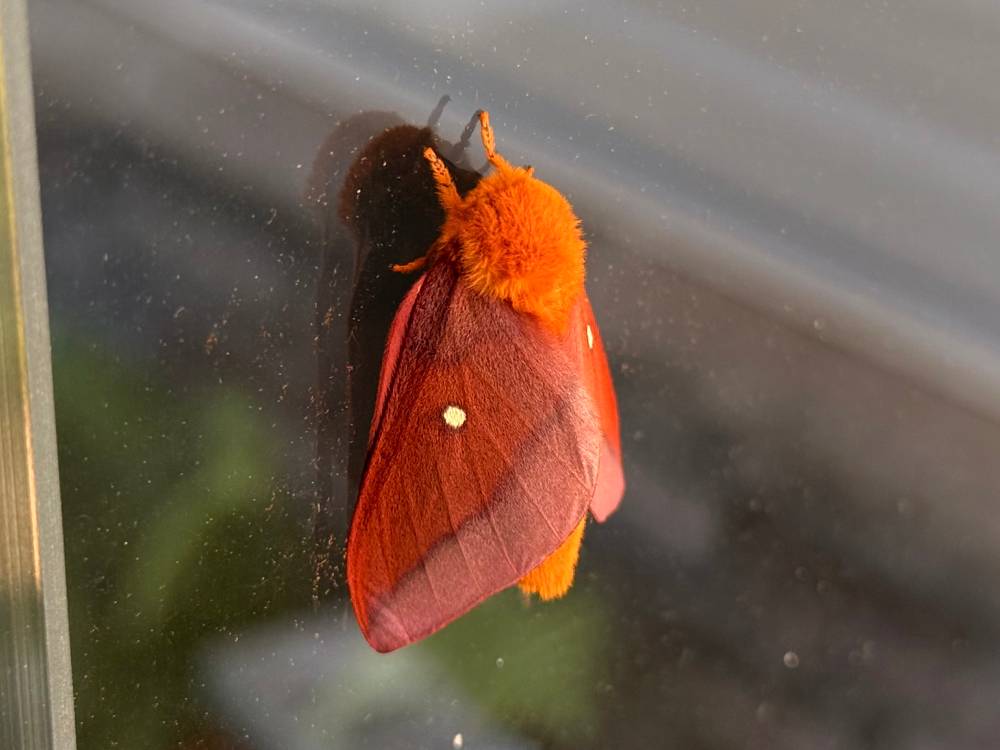 mothing