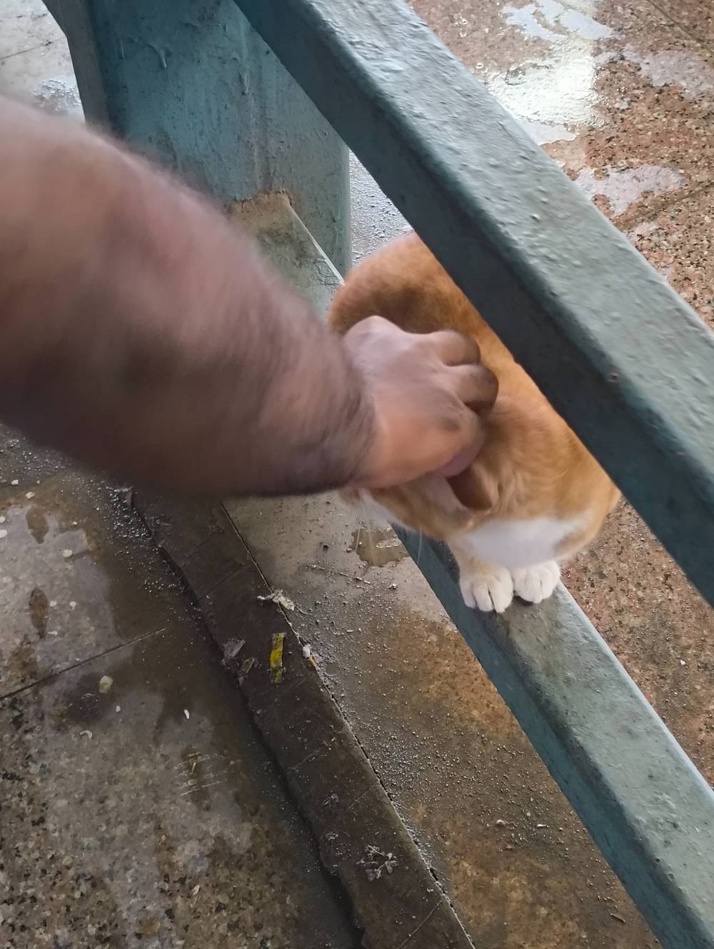 orange and white kitty being pet 