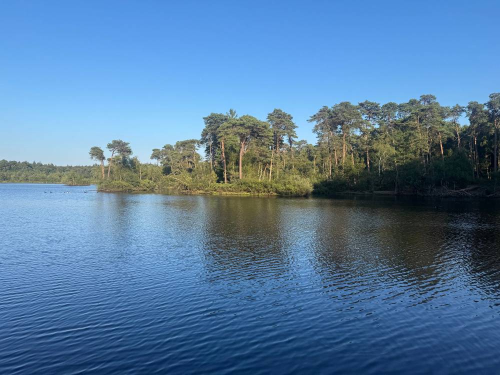 sunny lake with trees