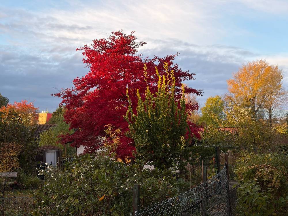 intensiv leuchtend roter baum in herbstlicher landschaft (am 25.10.2025)