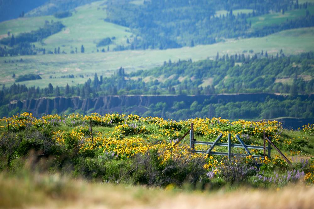 Golden Gorse Blooms on Memaloose Plateau