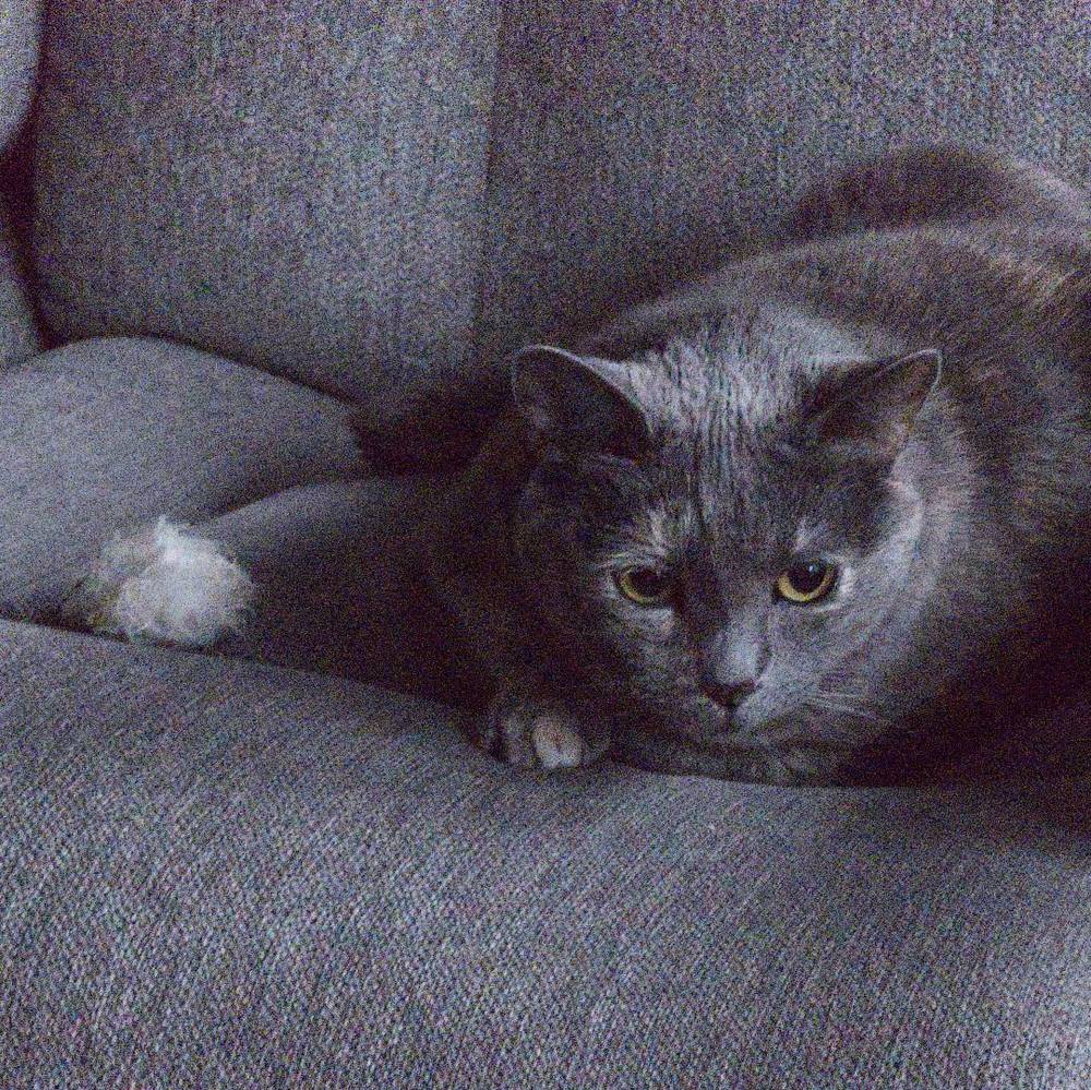 i think my cat is a chameleon??!