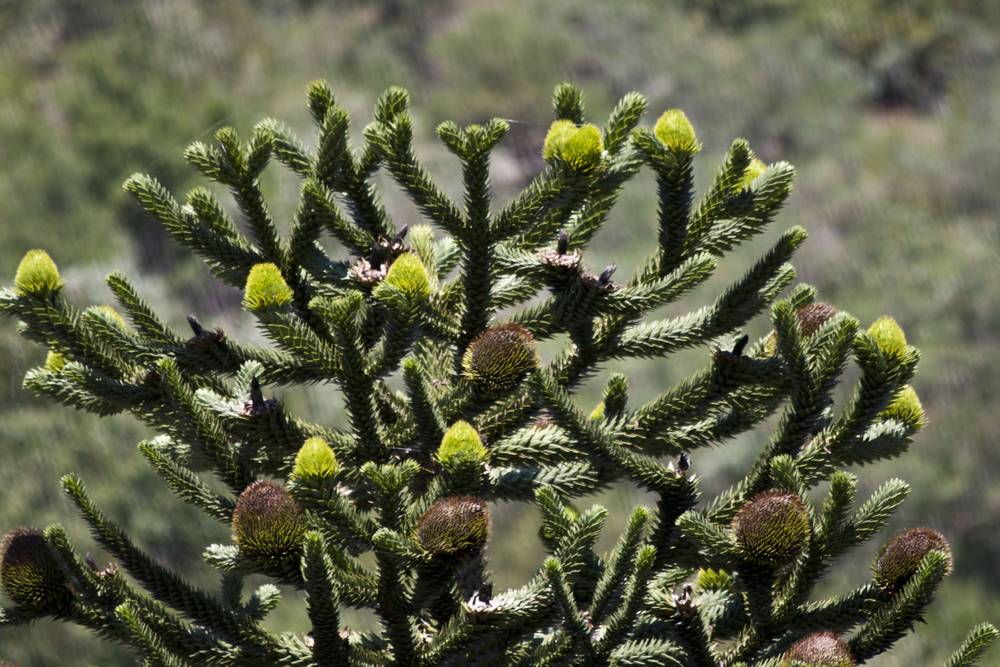 A monkey-puzzle tree's spiky branches and cone-like buds fill the frame.