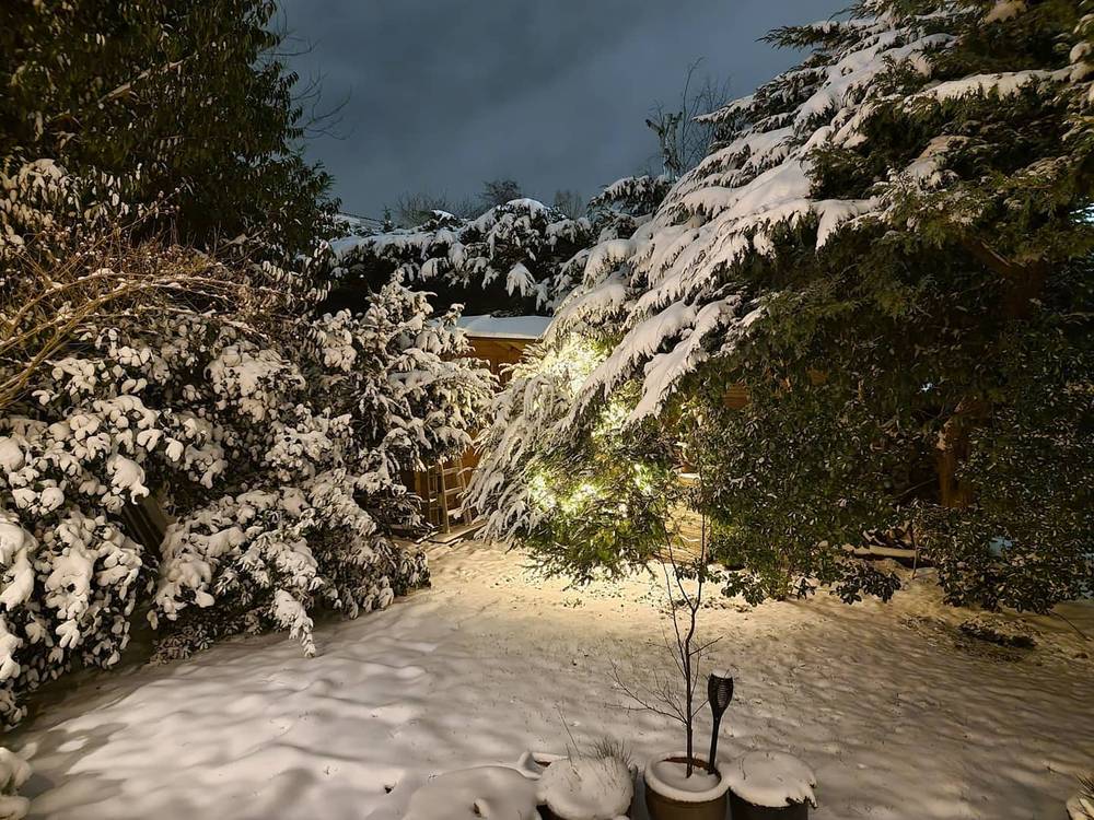 A snow-covered garden at night, lit by a spotlight against a dark sky.