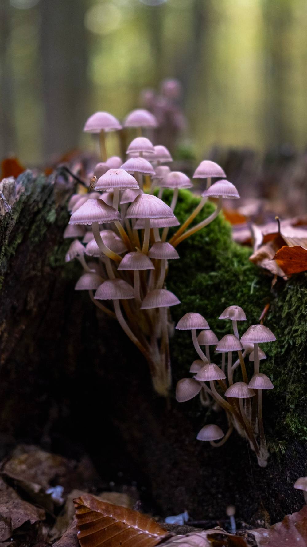 small, light brown mushrooms growing on a mossy log, brown leaves in the foreground, foresty background 