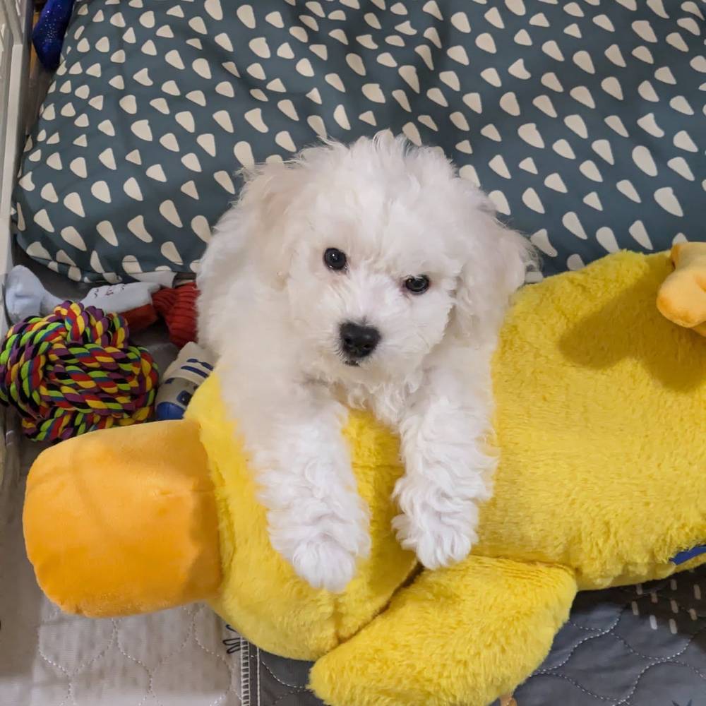 A new plush has arrived- his name is Mr. Duck 🦆, photo 1 of 1