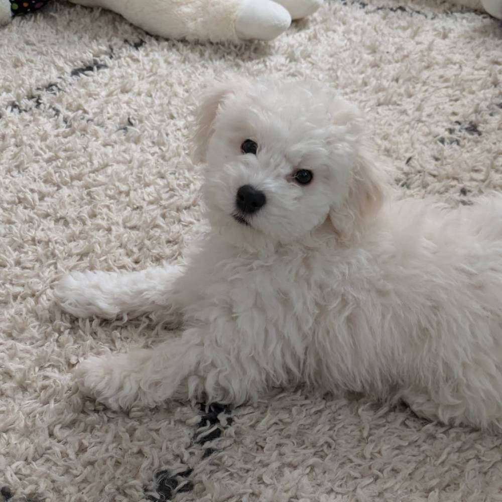 Feeling cute and a little bit mischievous, ready to bite some toes 🫣, photo 1 of 1