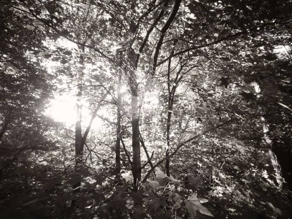 Mason Mill woods