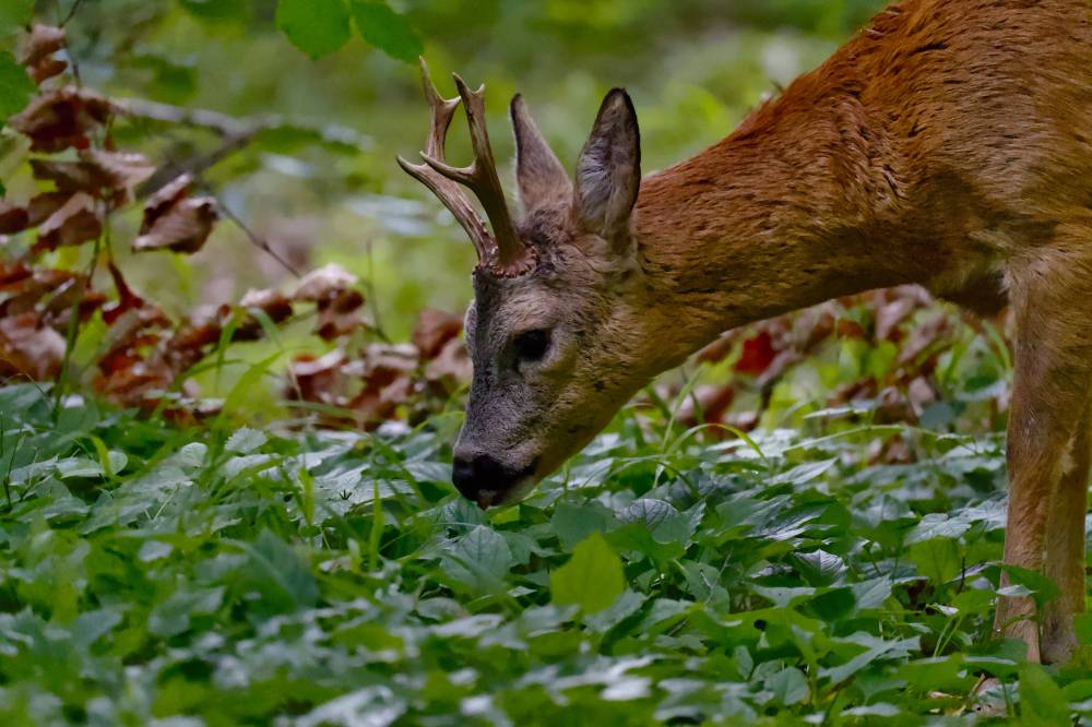 Close-up shot of a deer feeding on leaves on the ground
