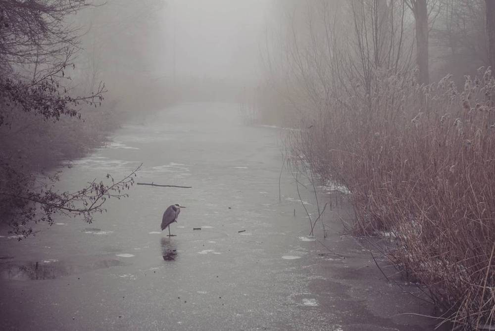 Foggy frozen mornings