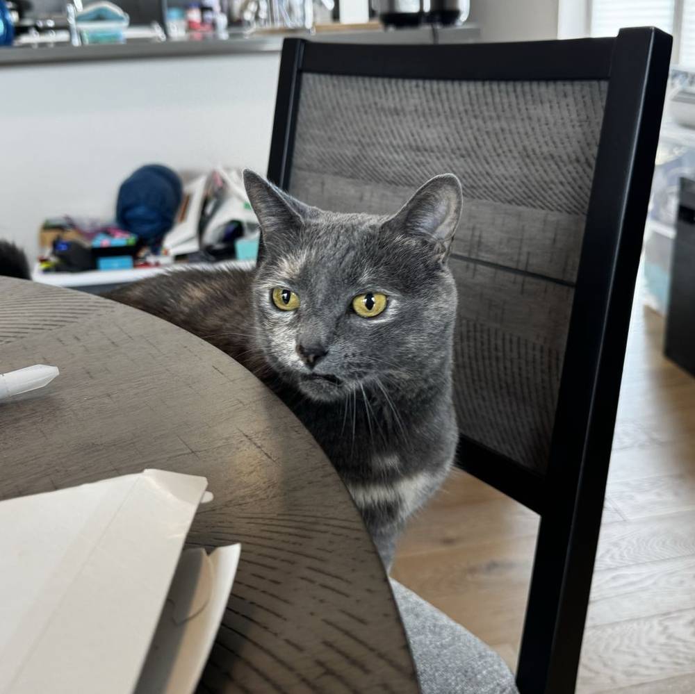 i think she wants to be that meme cat that the ladies point at