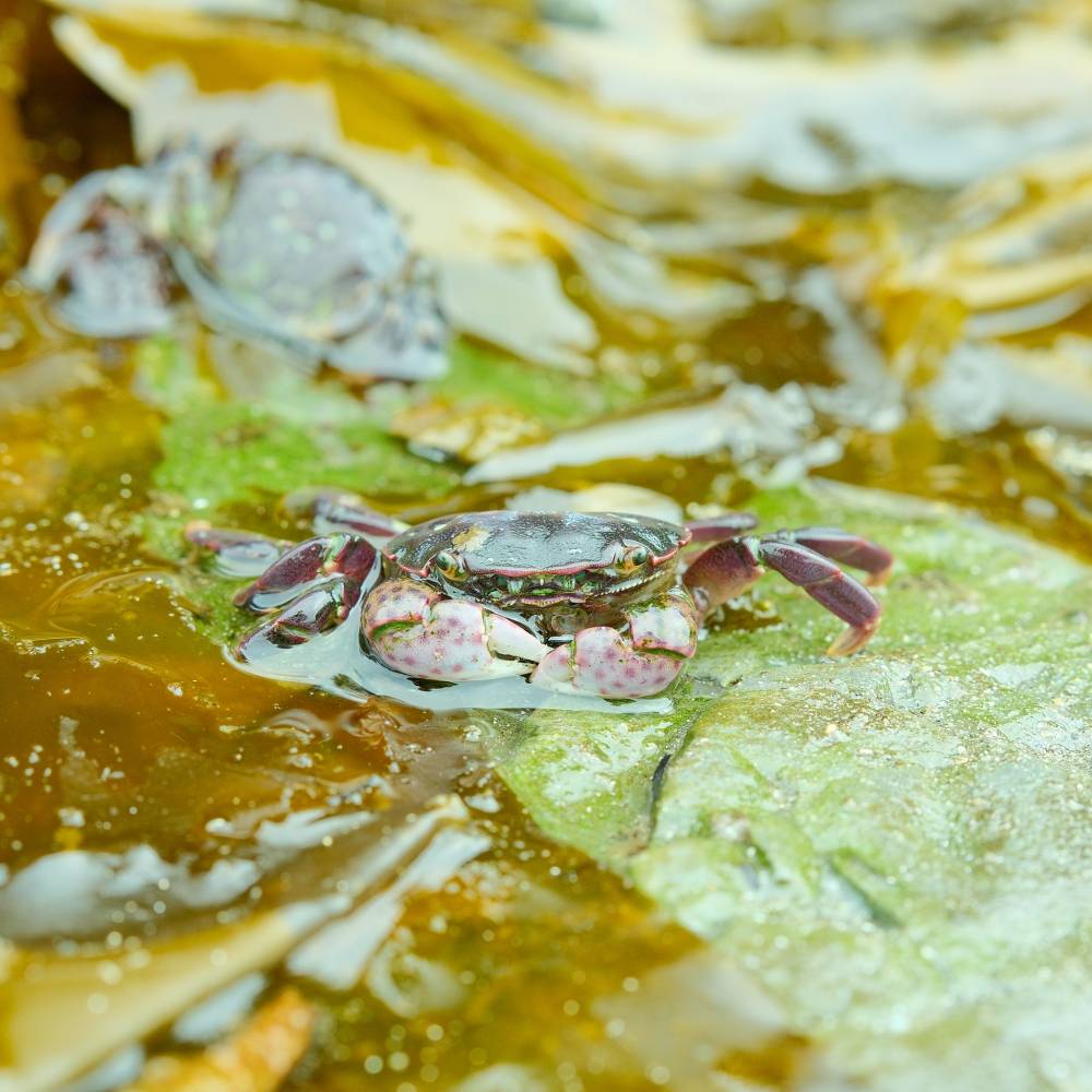 Crab buddies from 2024 August WCT Hike 2/3